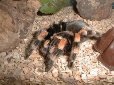 Tarantula