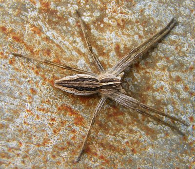 Nursery web (?) Spider