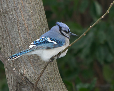 Bluejay