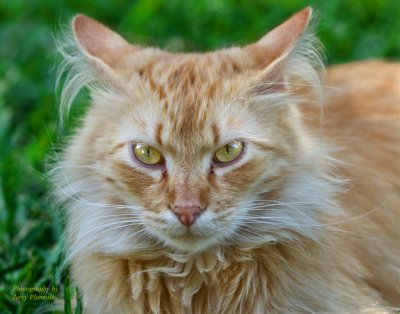Marm