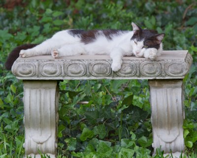 Cat Resting