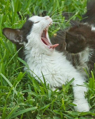 Serious Yawn