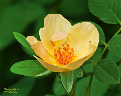 Yellow Rose