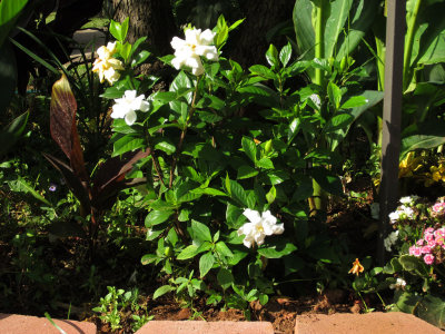 Gardenia.jpg