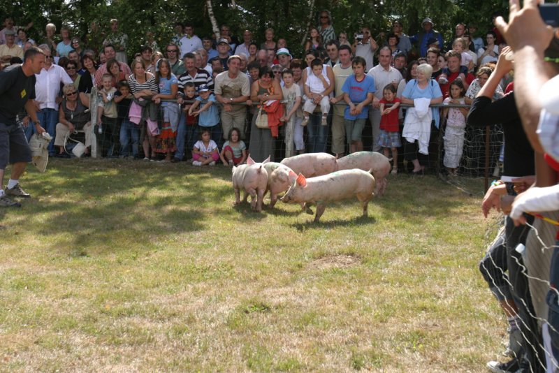 332 - La fameuse course de cochons.jpg