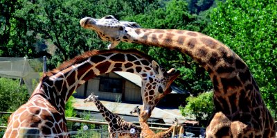 110903 Safari West-926.jpg