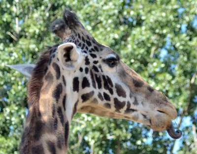 110903 Safari West-929.jpg