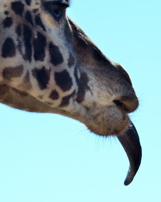 110903 Safari West-931.jpg