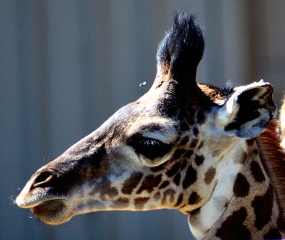 110903 Safari West-932.jpg