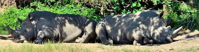 110903 Safari West-934.jpg