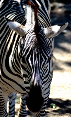 110903 Safari West-935.jpg