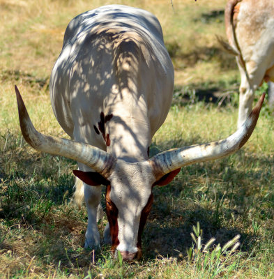 110903 Safari West-938.jpg