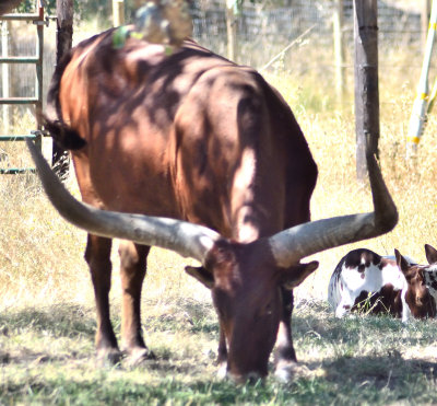 110903 Safari West-940.jpg