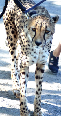 110903 Safari West-946.jpg