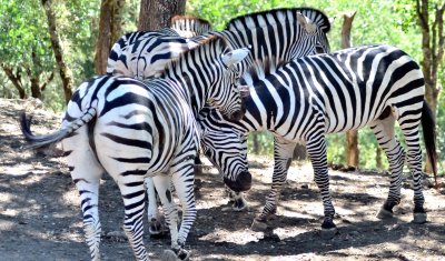 110903 Safari West-949.jpg