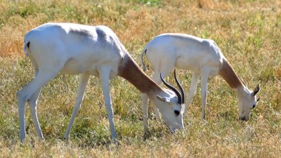 110903 Safari West-960.jpg