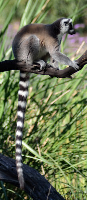 110903 Safari West-961.jpg