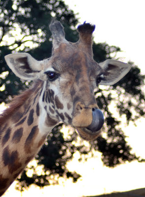 110903 Safari West-969.jpg