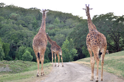 110903 Safari West-970.jpg