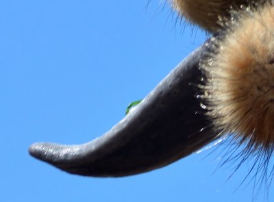 110903 Safari West-Camel Tongue.jpg