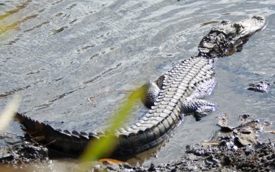 Lake Moultrie 2011