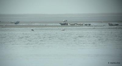 Phoques veaux marins
Pointe du Hourdel - Baie de Somme (80)