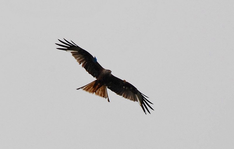 Bird of prey