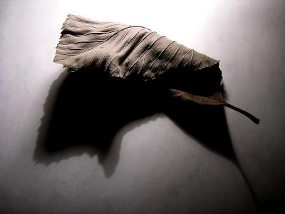Barren leaf...1 November 2005 (46)