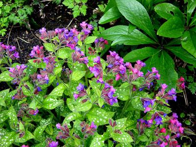 Common Lungwort