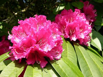 Pink rhododendron (II)