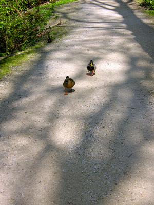 Here come the ducks!