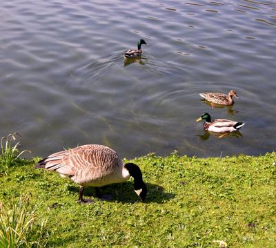 Three ducks and a goose