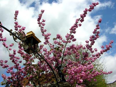Malmesbury House blossom