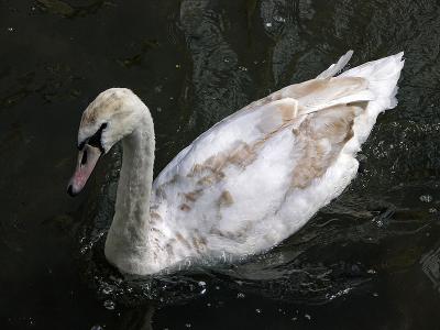 Young swan...