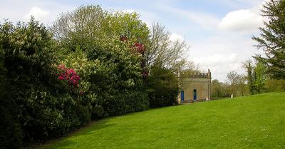 Rhododendrons