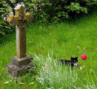 Graveyard cat