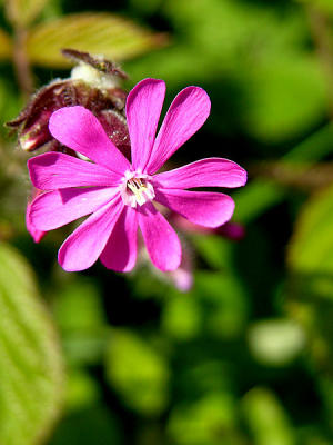 Some form of crane's-bill?