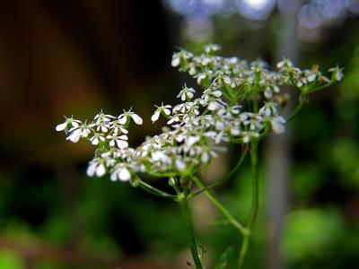 Cow-parsley