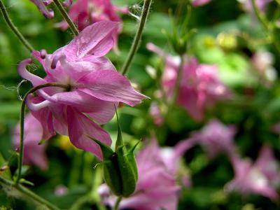 Pink columbine