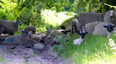 Ewe shall not pass...!