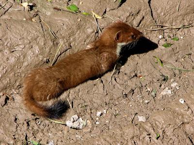 Stoatally (in)different...<br>11 June 2006 (268)