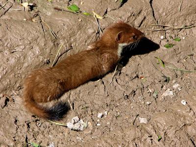 Stoatally (in)different...11 June 2006 (268)