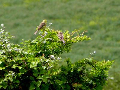 Yellowhammers