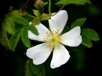 Clematis