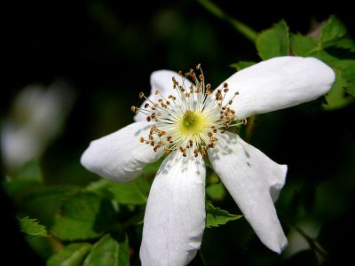 Clematis (II)