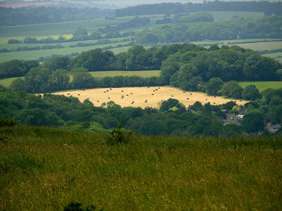 Field of gold