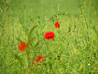 Poppies