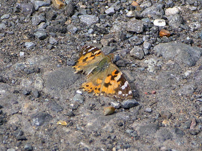 Painted lady