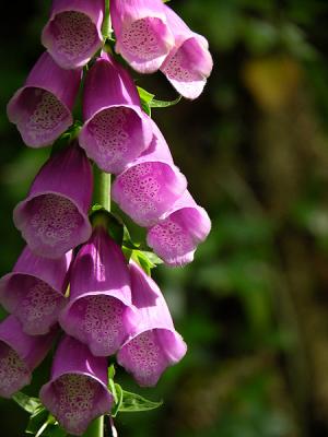Foxglove