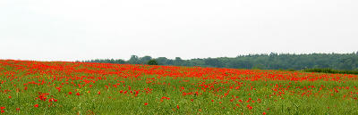 Field of red